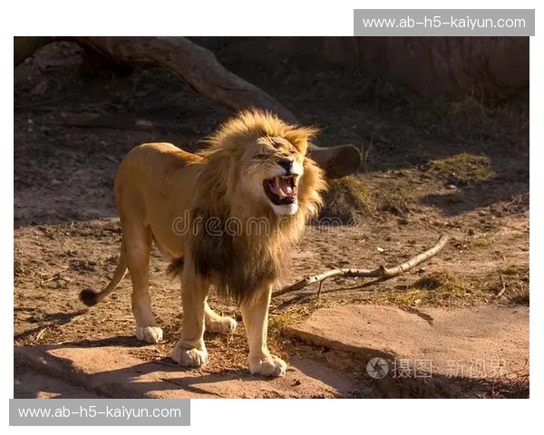 东北虎的怒吼与京城雄狮的咆哮：CBA赛场上的冰与火之歌